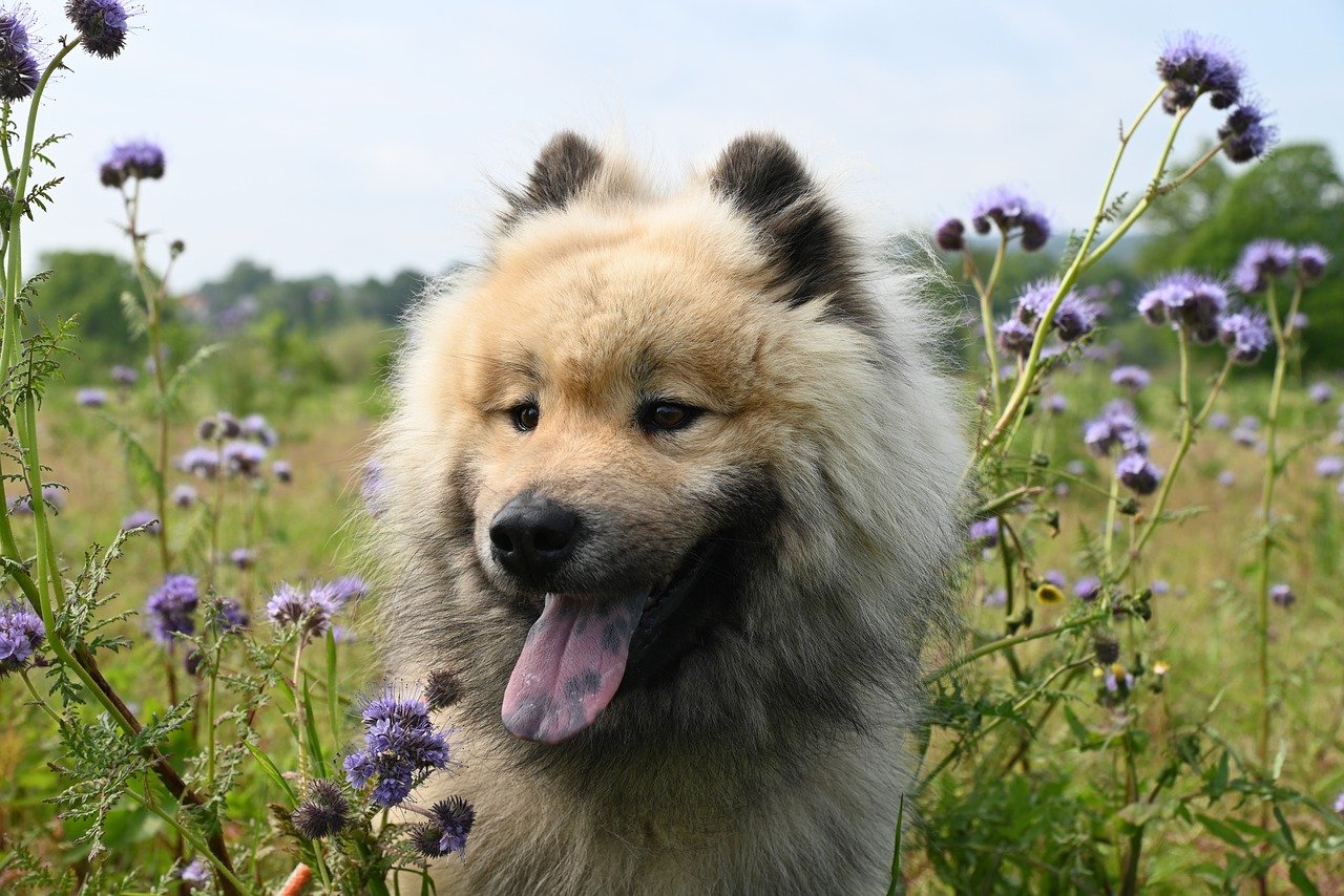 How to Teach Your Dog to Walk Backward